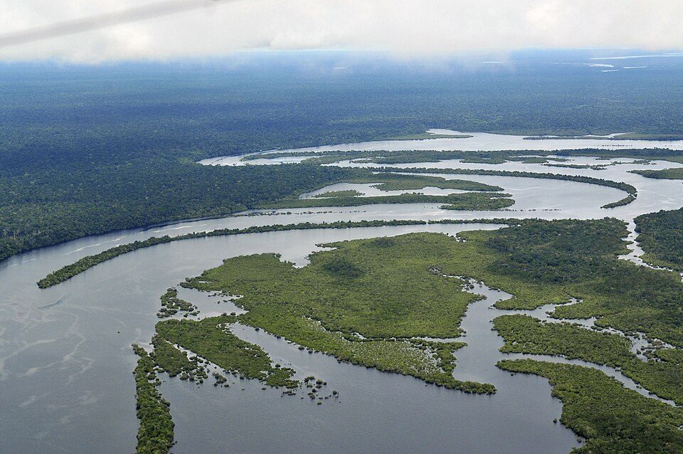 Rainforest canopy in the Amazon