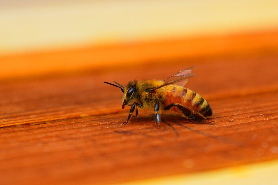 A honey bee on a flower