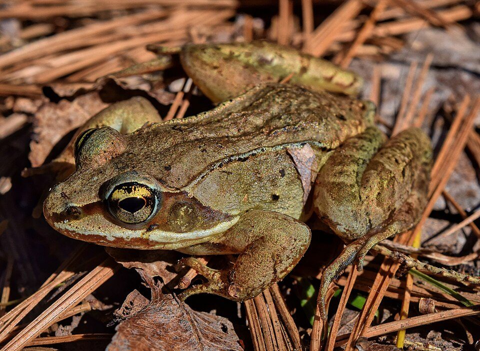 A wood frog