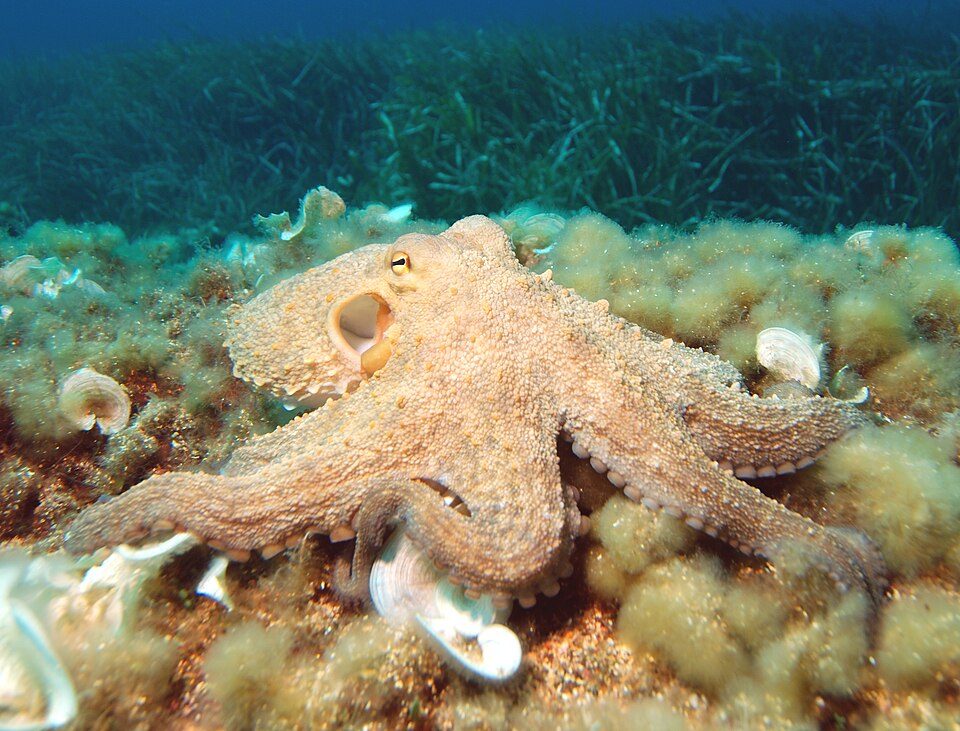 A common octopus